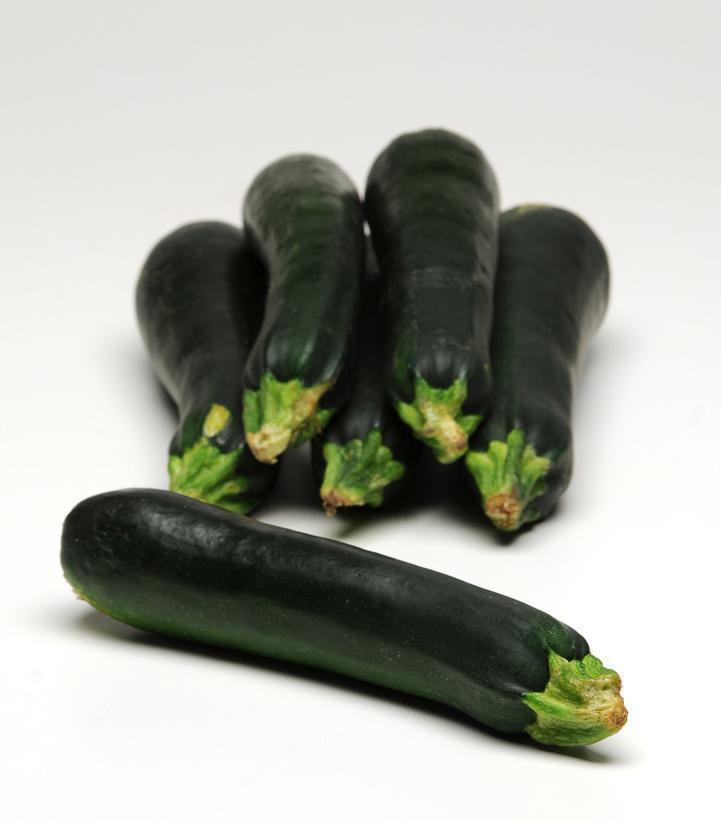 1G Zucchini 'Easy Pick Green' Easy Pick Green Zucchini 1006683