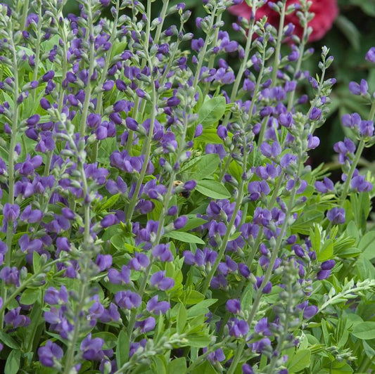 1G Baptisia australis Blue Indigo (False Indigo) 1000377