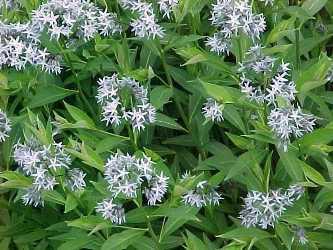 1G AMSONIA TABERNAEMONTANA Eastern 'Bluestar' 1012829