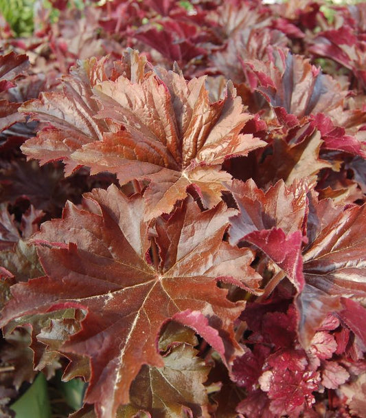 1G Heuchera villosa 'Bronze Wave' Bronze Wave Coral Bells 1003603