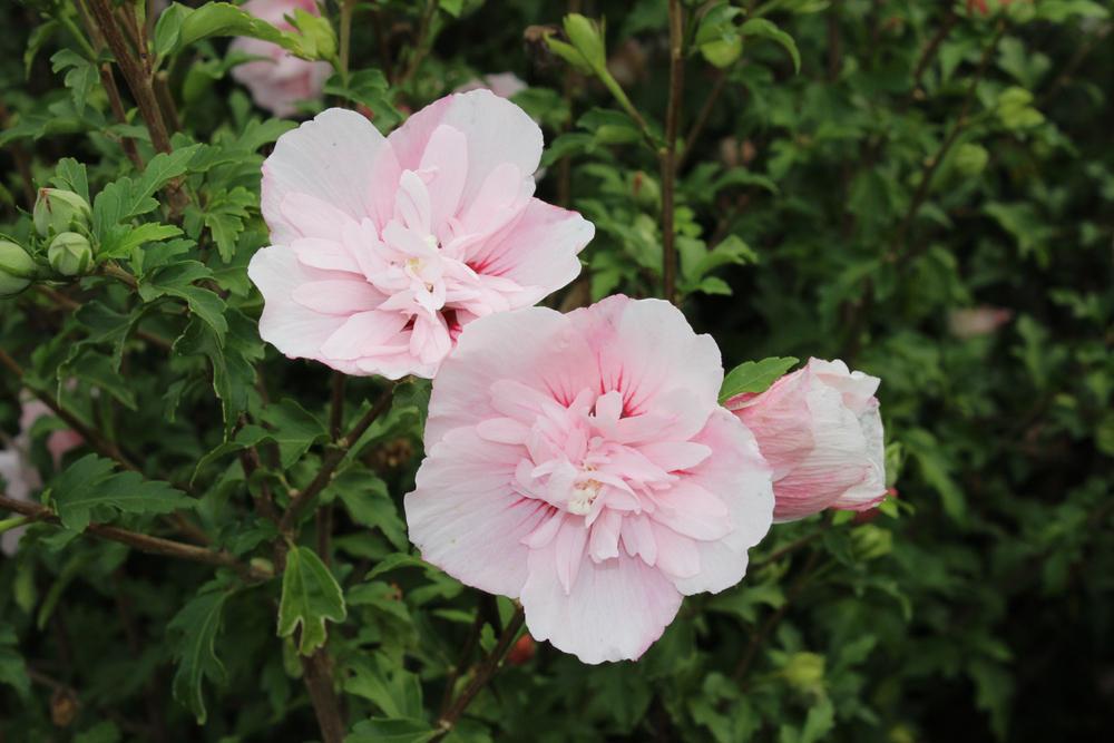 7G Hibiscus syriacus 'Pink Chiffon' TREE ('JWNWOOD4') Pink Chiffon® Rose of Sharon: Patent PP24336 1013650