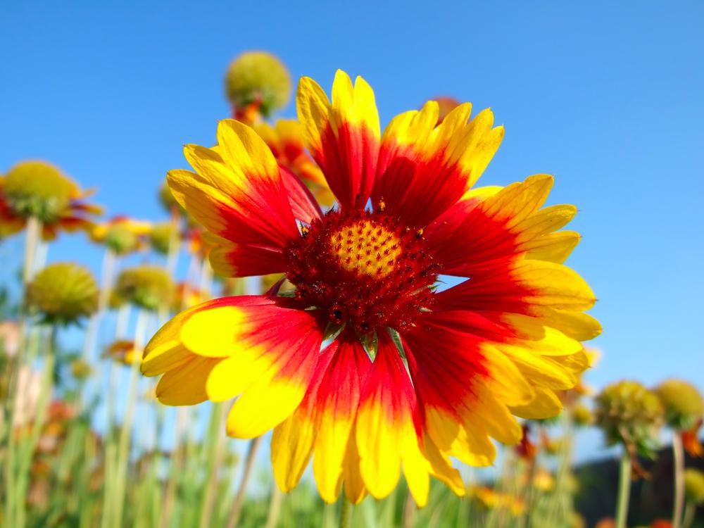 8" Gaillardia Spintop 'Copper Sun' Spintop™ Copper Sun Blanketflower: Patent PP32,215 1012643