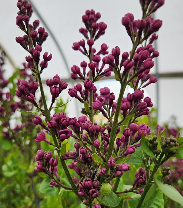 5G Syringa X hyacinthiflora 'Declaration' Declaration Lilac 1005647