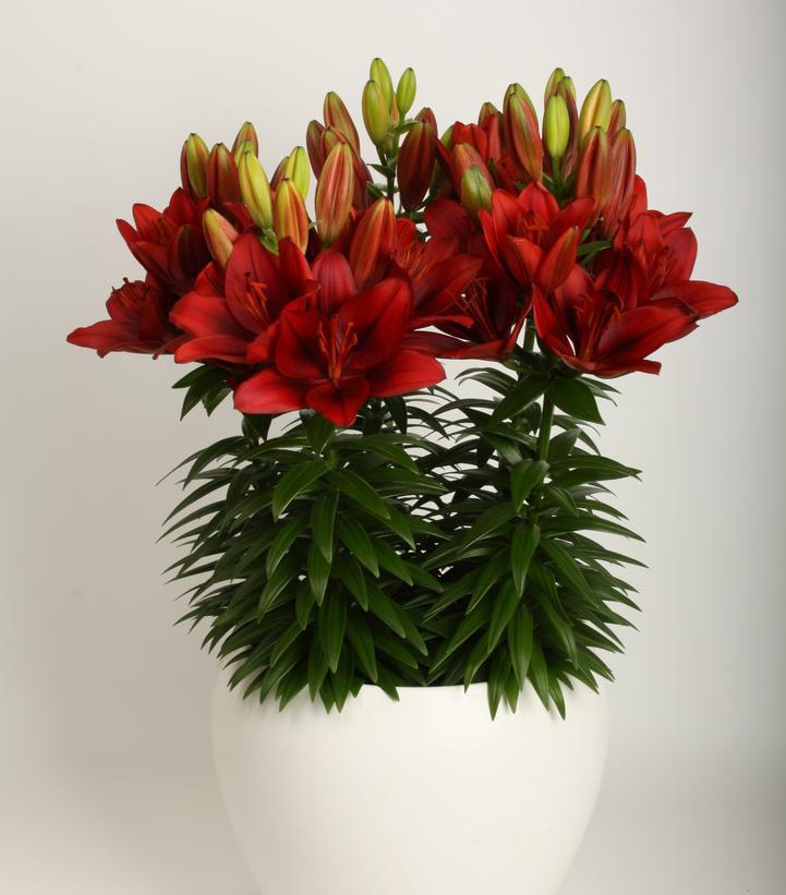 1G Lilium Tiny Rocket Tiny Rocket Asiatic Lily: Patent PPAF (RED) 1007078