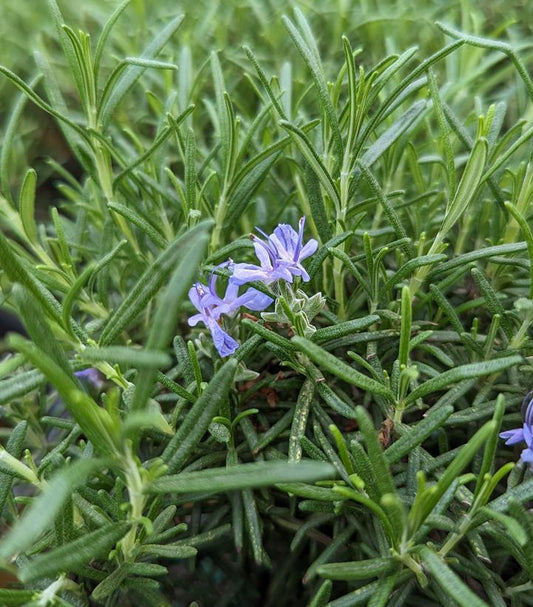 1G Rosmarinus 'Blue Spire' Blue Spires Rosemary 1004474