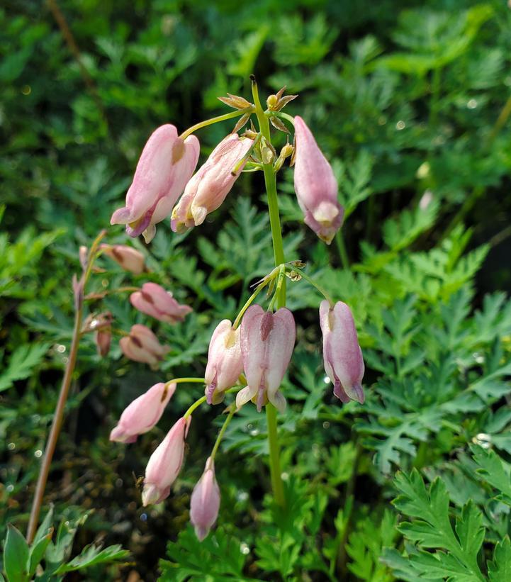 1G Dicentra eximia 'Wild Bleeding Heart' (Old Fashioned Fringed) 1005365