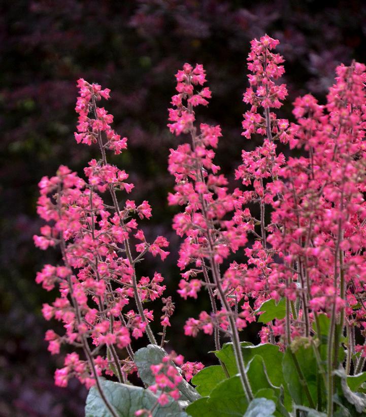 1G Heuchera hybrid Dolce® 'Spearmint' Spearmint Coral Bells: Patent PPAF 1010953