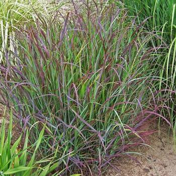 1G Panicum virgatum PRAIRIE WINDS® 'Cheyenne Sky' Cheyenne Sky Red Switch Grass: Patent PP23,209 1006779