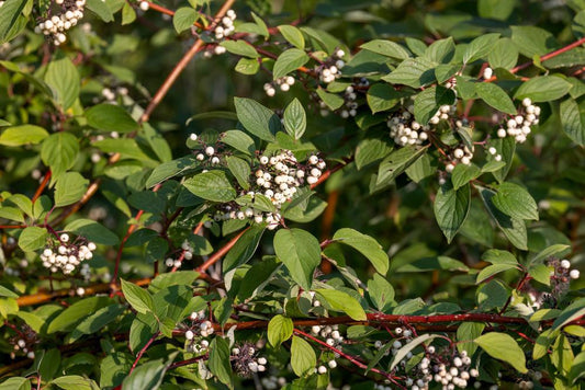 3G CORNUS SERICEA `FLAVIRAMEA` Yellowtwig Dogwood 1001040