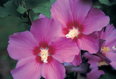 3G Hibiscus syriacus Violet Satin® Violet Satin® Rose of Sharon: Patent PP12,196 1003703