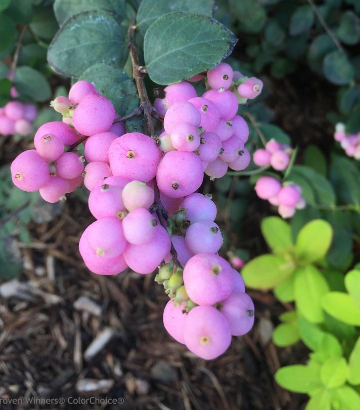 3G Symphoricarpos Proud Berry® ('Sofie') Proud Berry® Coral Berry: Patent PP21,226 (Snowberry, Ghostberry) 1008275