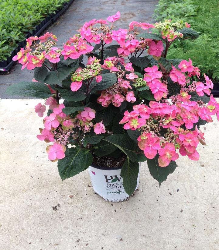 3G Hydrangea serrata 'Tuff Stuff™ Red' ('SMNMAKTSR') Tuff Stuff™ Red Mountain Hydrangea: Patent PPAF 1006590