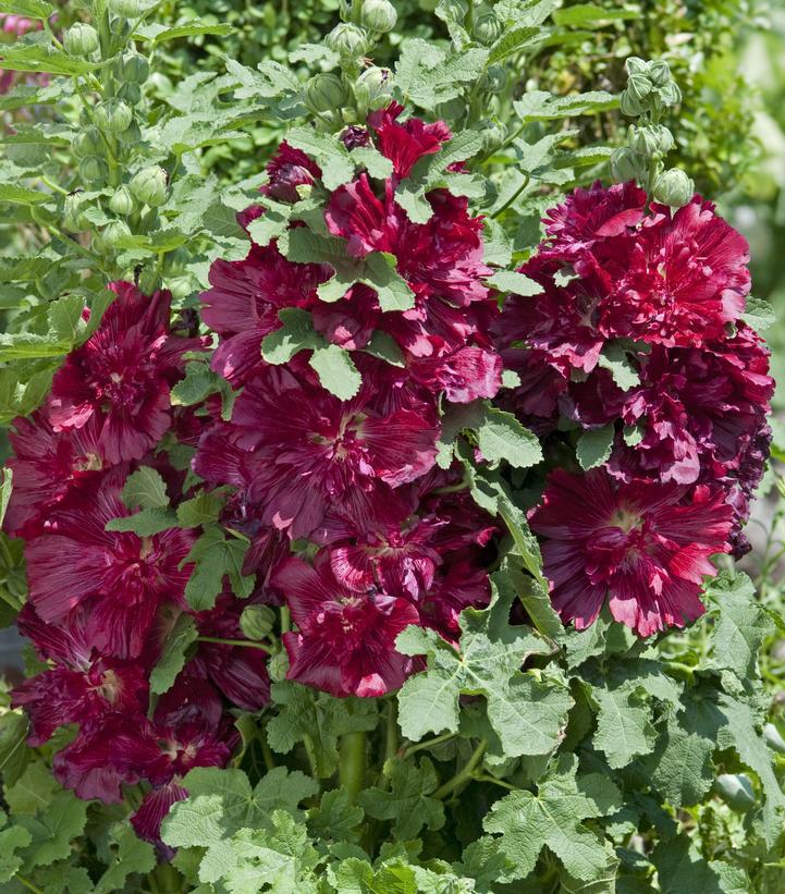 1G Alcea rosea annua Spring Celebrities 'Crimson' Crimson Hollyhock 1005948