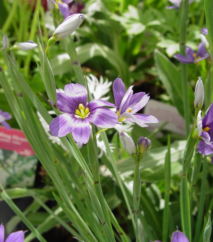 1G Sisyrinchium angust. 'Lucerne' Lucerne Blue-Eyed Grass 1003346