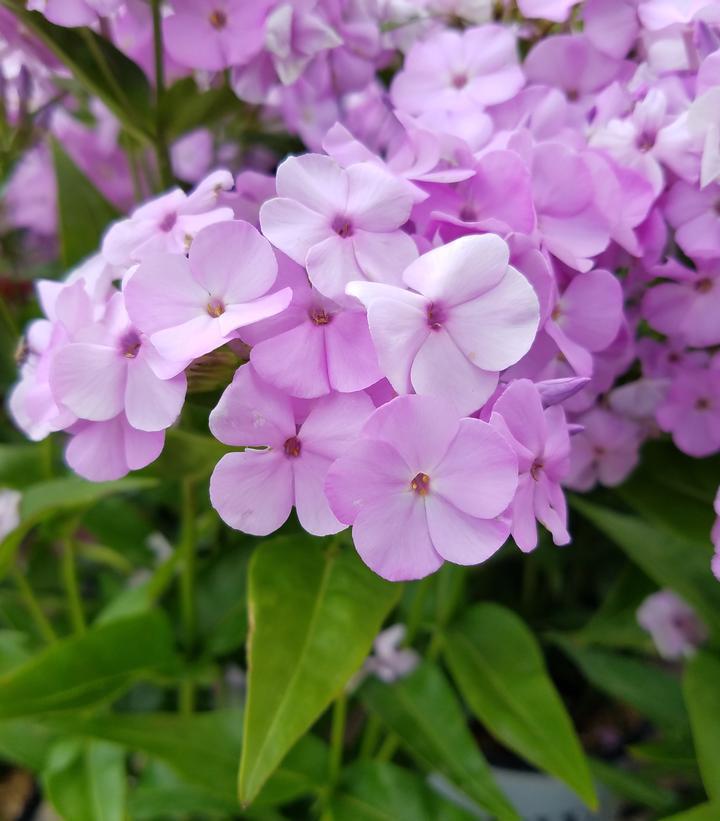 1G Phlox hybrid 'Opening Act Blush' Opening Act Blush Hybrid Garden Phlox