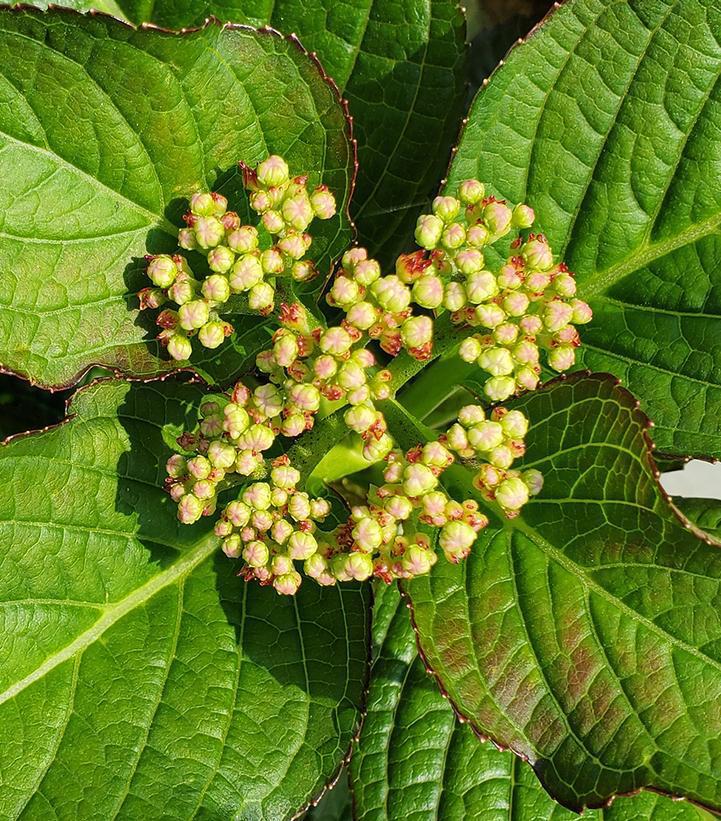 3G Hydrangea mac. 'Kimono' Kimono Bigleaf Hydrangea: Patent PPAF 1013164