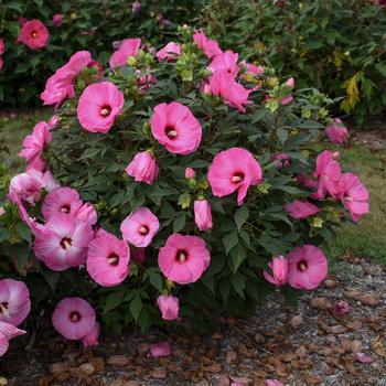 3G Hibiscus Summerific 'Candy Crush' - Rose Mallow - 1011960