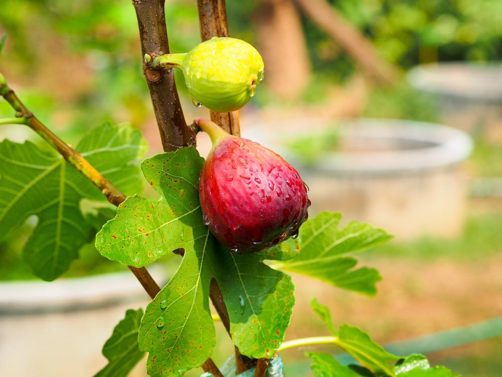 3G Ficus carica 'Verns Brown Turkey' Verns Brown Turkey Fig 1007917