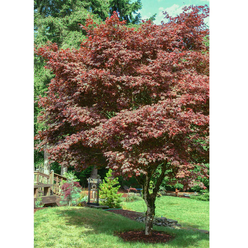 Acer palmatum 'Cider Hill' Cider Hill Japanese Maple #3