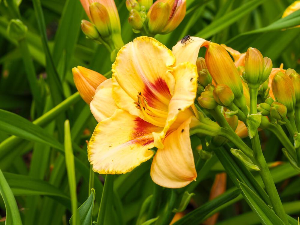 1G Hemerocallis 'Custard Candy' Custard Candy Daylily 1005055