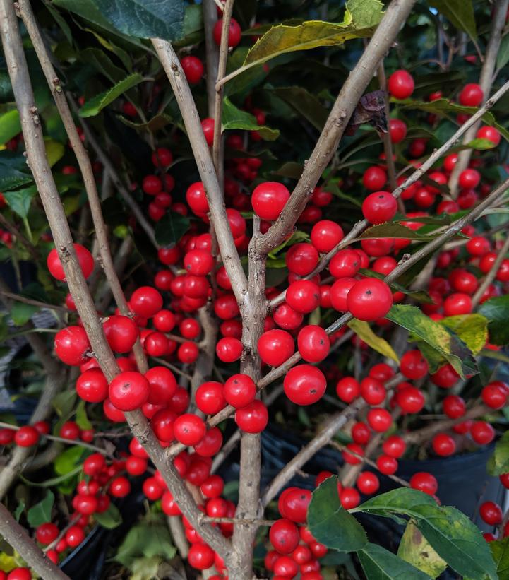 2G Ilex Verticillata Red Sprite (Female deciduos winterberry, Pollinater=Jim Dandy) Red Sprite Winterberry 1000429