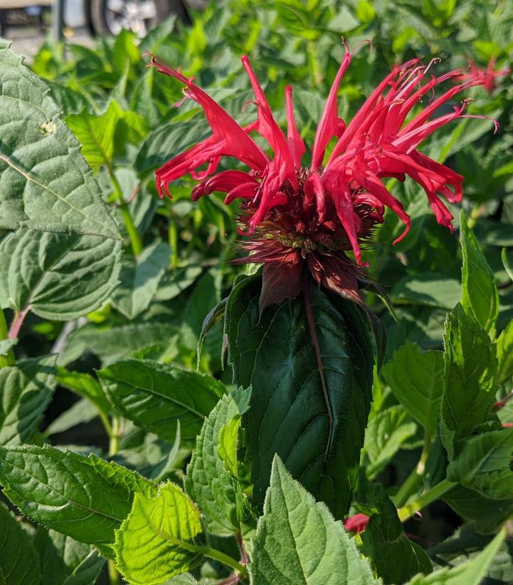 2G Monarda didyma 'Jacob Cline' Jacob Cline Bee Balm 1003338