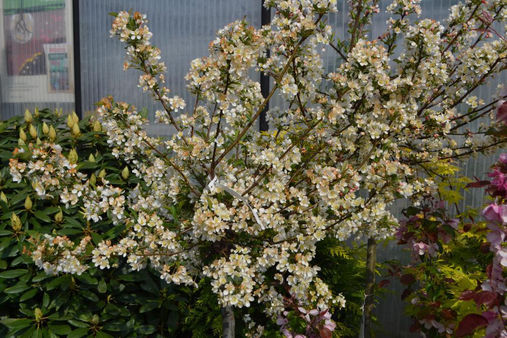 Malus ;Sargentii' Sargent Crabapple