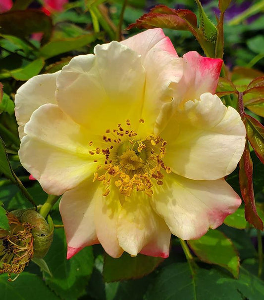 3G Rosa 'Campfire' ('CA 29') Campfire Rose: Patent PPAF 1007425