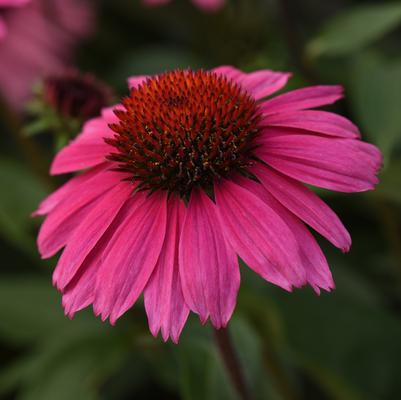 2G Echinacea Sombrero® 'Rosada' Rosada Coneflower: Patent PPAF