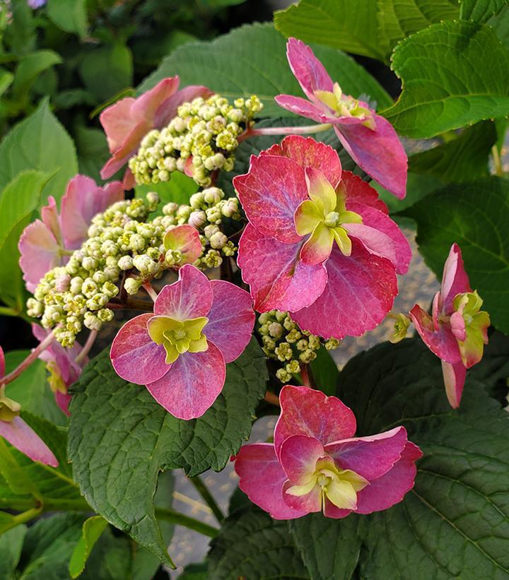 3G Hydrangea serrata 'Tuff Stuff™ Red' ('SMNMAKTSR') Tuff Stuff™ Red Mountain Hydrangea: Patent PPAF 1006590