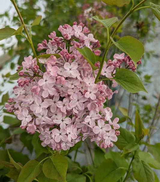 3G Syringa X hyacinthiflora Maidens Blush Maidens Blush Lilac 1006555