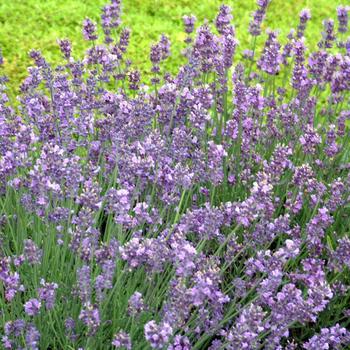 2G Lavandula Angustifolia 'Munstead Strain' Munstead Strain Lavender 1000379