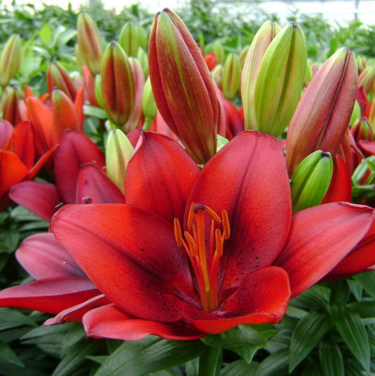 1G Lilium Tiny Rocket Tiny Rocket Asiatic Lily: Patent PPAF (RED) 1007078