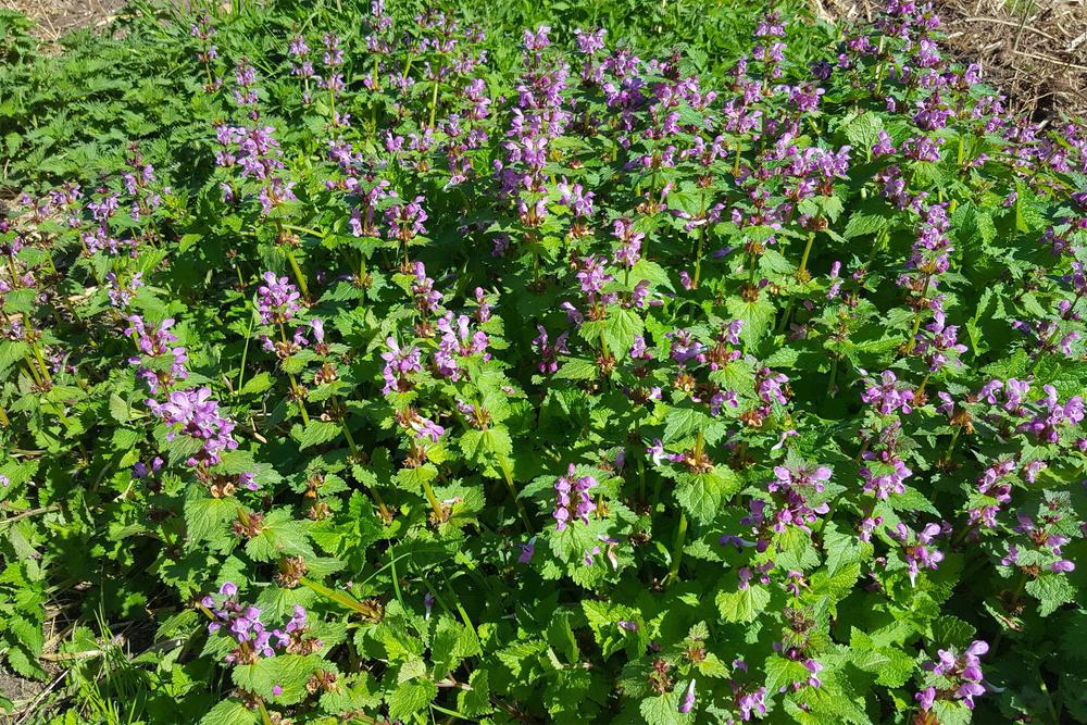 1G Lamium maculatum 'Pink Chablis' Pink Chablis Dead Nettle 1003908