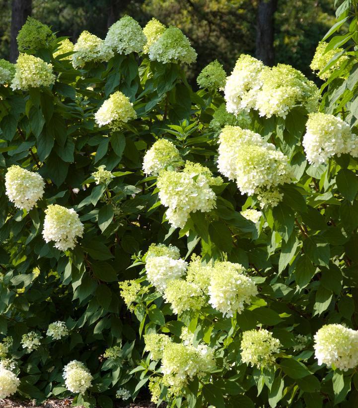 Hydrangea Pan 'Vanilla Strawberry' Treeform #7 Panicled