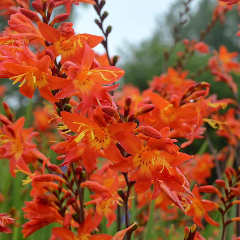 2G Crocosmia 'Prince of Orange' Prince of Orange Montbretia 1010580