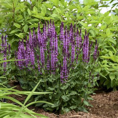 1G Salvia hybrid Color Spires® 'Indiglo Girl' Color Spires® Indiglo Girl Perennial Salvia: Patent PPAF 1010946