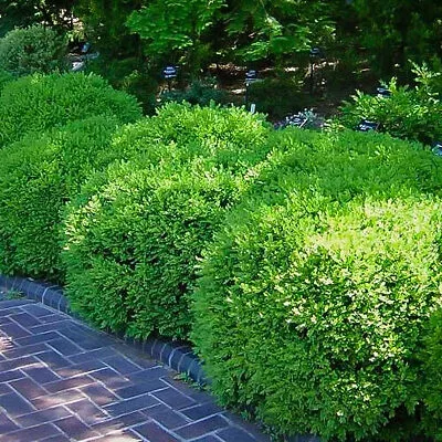 3G BUXUS microphylla `FRANKLINS GEM` Franklins Gem Boxwood 1005178