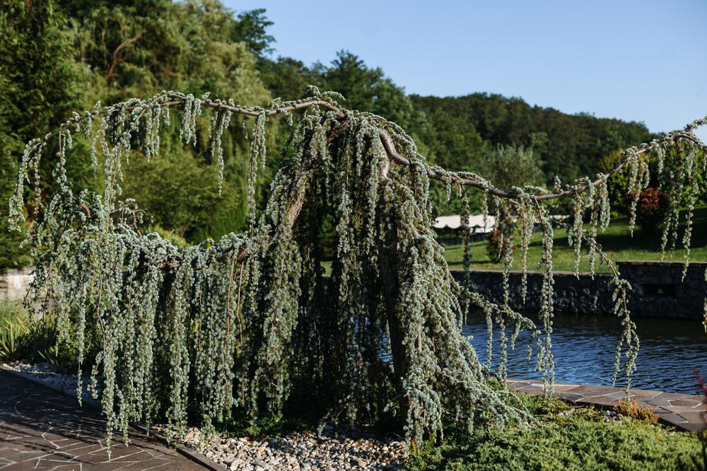 10G Picea pungens 'Glauca Pendula' Weeping Blue Spruce 1003460