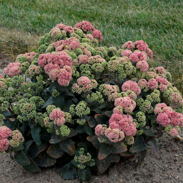 1G Sedum Rock 'N Grow® 'Coraljade' Coraljade Stonecrop: Patent PPAF 1012894