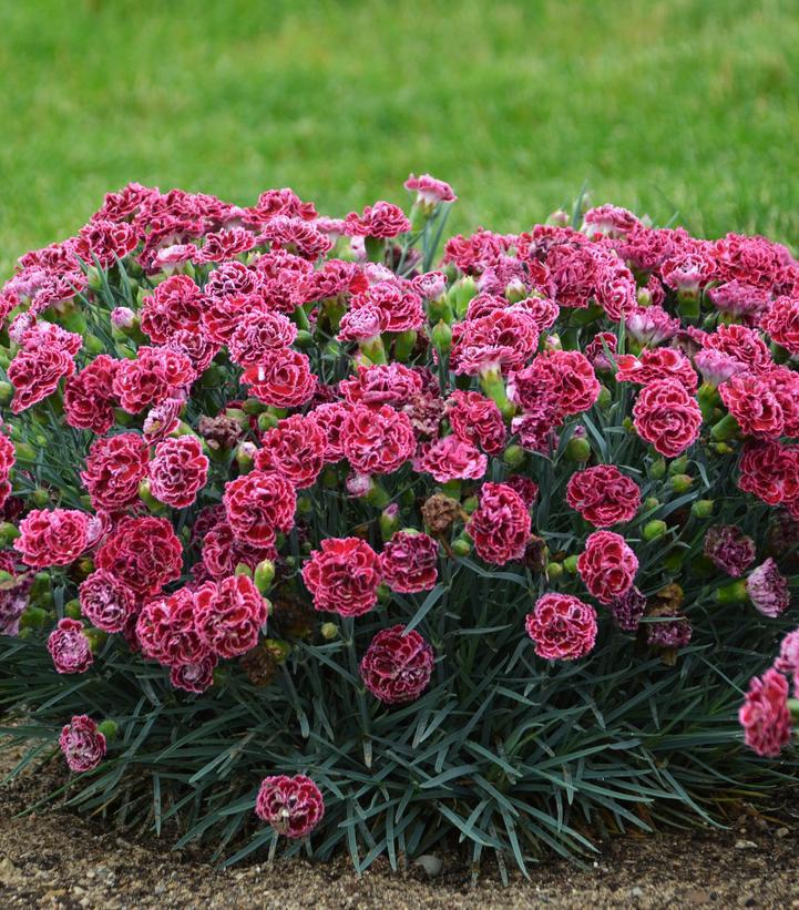 1G Dianthus hybrid Fruit Punch® 'Cherry Vanilla' Cherry Vanilla Pinks: Patent PP29,684 1009790