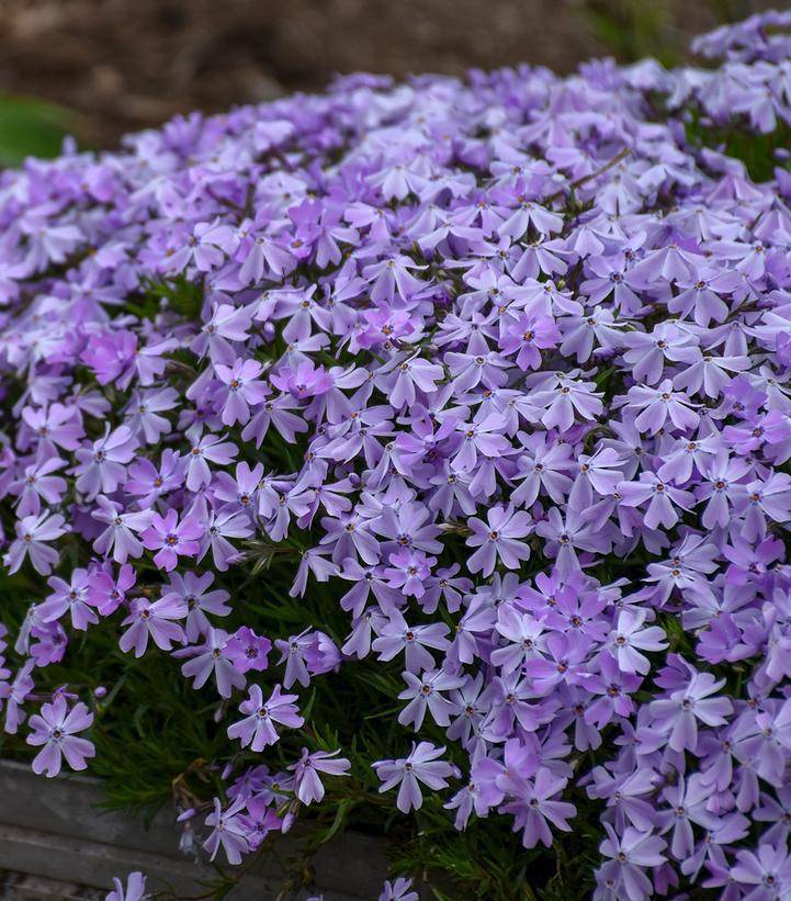 1G Phlox subulata 'Emerald Blue' Emerald Blue Moss Phlox (creeping phlox) 1000960