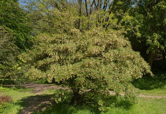 3G Enkianthus campanulatus Redvein Enkianthus Common Name‎: ‎furin-tsutsuji