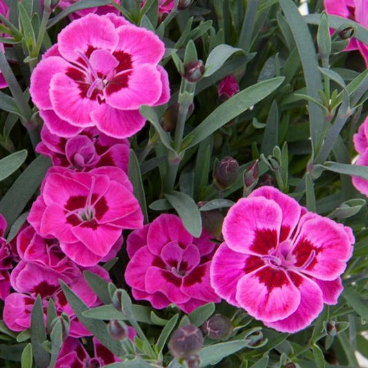 4.5" - Dianthus - Purple Wedding DISSVF