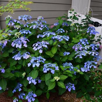 3G Hydrangea mac. 'Endless Summer Twist-N-Shout' ('PIIHM-I') E.S Twist-N-Shout® Hydrangea: Patent PP20176 1007508 Bigleaf Mophead