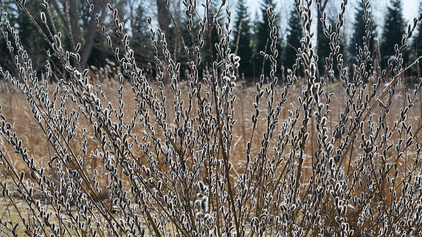 3G Salix chaenomeloides 'Black Cat' ('Lubbers Zwart') Black Cat® Pussywillow: Patent PP27,403 1012946