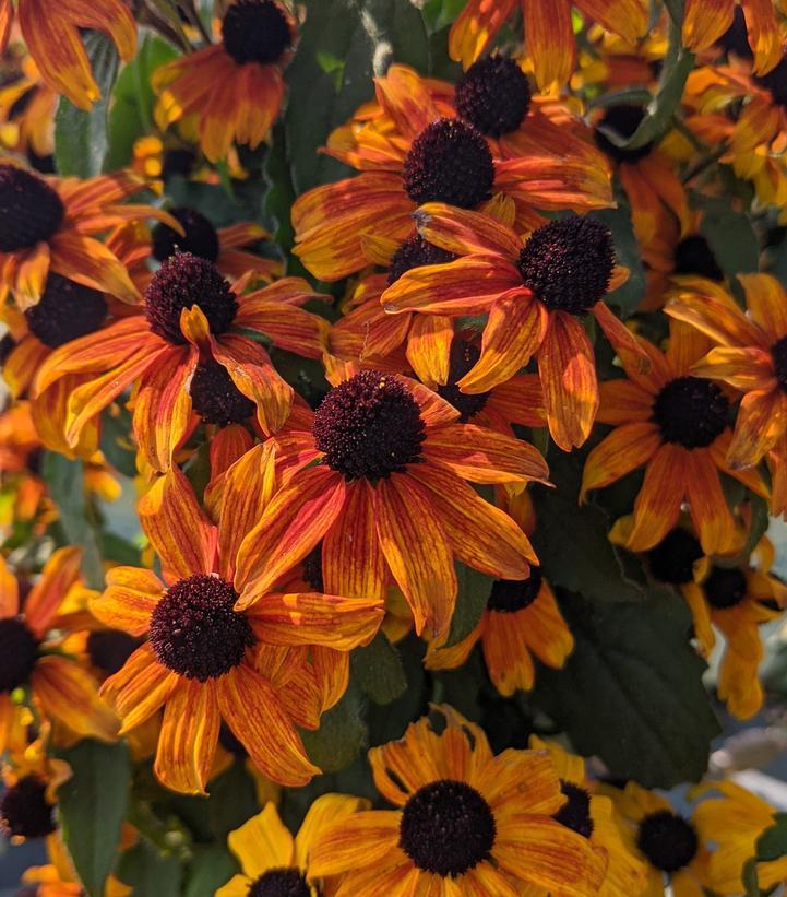 3G Rudbeckia triloba 'Prairie Glow' Prairie Glow Brown-Eyed Susan