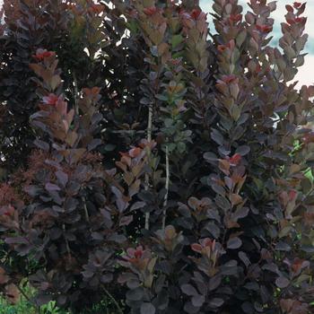 5G Cotinus Coggygria "Royal Purple" (Smokebush) 1000517