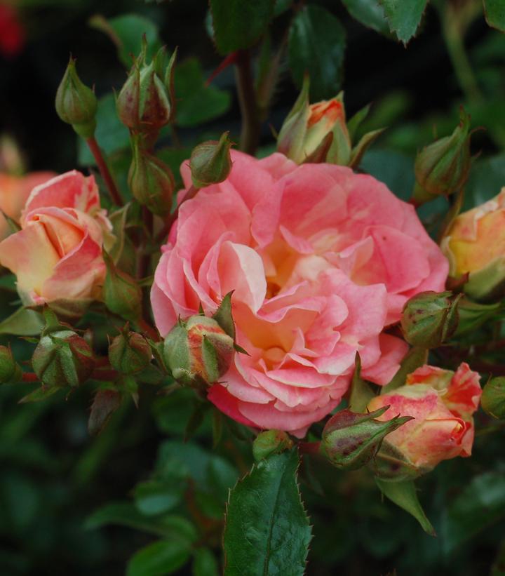 2G Rosa 'Peach Drift' ('Meiggili') Peach Drift® Rose: Patent PP18,542 1007522