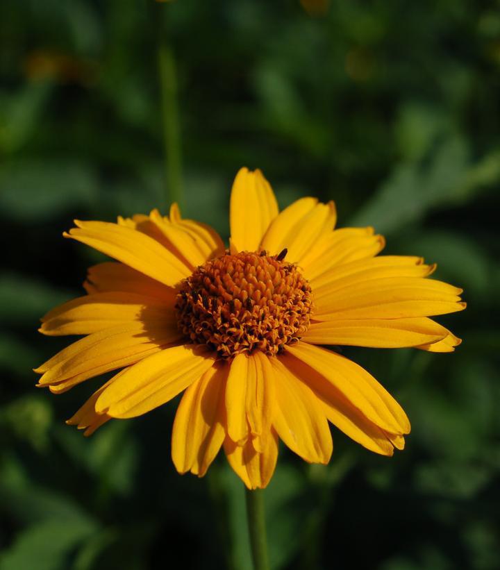 1G HELIOPSIS 'TUSCAN SUN' Tuscan Sun False Sunflower 1003911